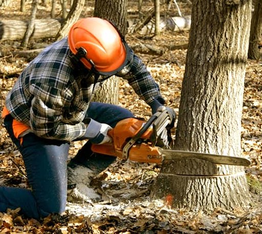 Tree Removal in Hardy, VA